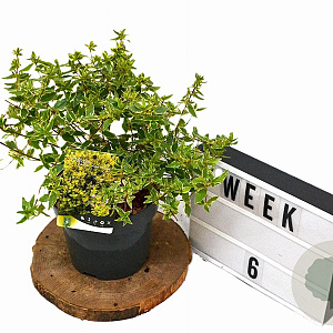 Abelia grandifl. Jelly Beans 25-30 cm 3,0L