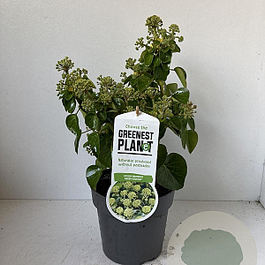 Hedera hib. 'Arbori Compact' 20-25 cm 2,0L