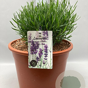 Lavandula ang. 'Hidcote' GM C5
