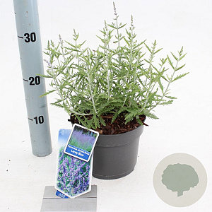 Perovskia atripl. Lacey Blue 25-30 cm 2,0L