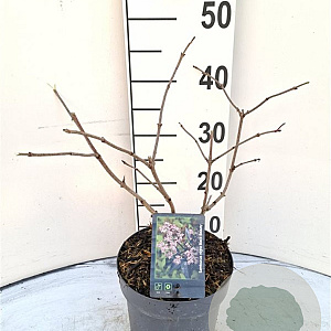 Sambucus nigra Black Beauty 30-40 cm 3,0L