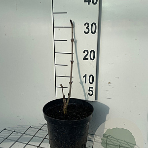 Sambucus nigra Black Lace 30-40 cm 3,0L