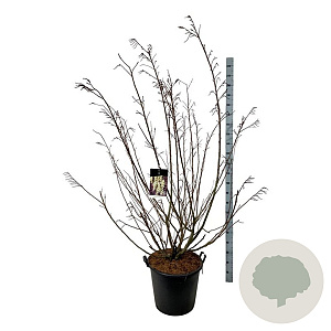 Stachyurus praecox 170-200 cm cont. 55L extra
