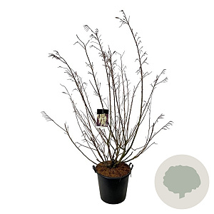 Stachyurus praecox 170-200 cm cont. 55L extra