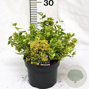 Abelia grandifl. Jelly Beans 25-30 cm 3,0L