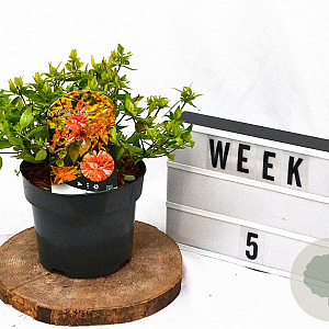 Abelia grandifl. 'Kaleidoscope' 25-30 cm 3,0L