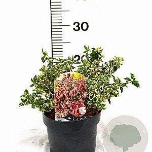 Abelia grandifl. Magic Daydream 25-30 cm 3,0L