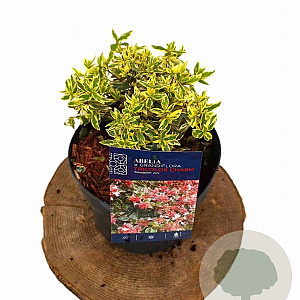 Abelia grandifl. Tricolor Charm 25-30 cm 3,0L