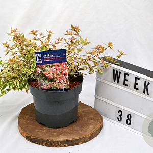 Abelia grandifl. Tricolor Charm 25-30 cm 3,0L