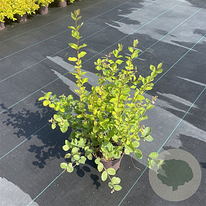 Symphoricarpos d. 'Mother of Pearl' 40-50 cm C1.2