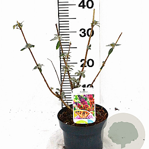 Buddleja weyer. 'Flower Power' 40-50 cm 2,0L