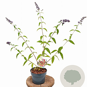 Buddleja weyer. 'Flower Power' 40-50 cm 2,0L