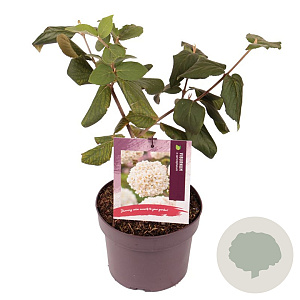 Viburnum carlcephalum 30-40 cm 3,0L