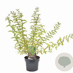 Callicarpa dich. 'Issai' 40-50 cm 3,0L