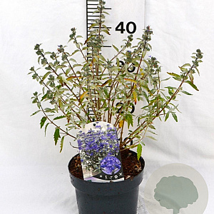 Caryopteris cland. Sterling Silver 30-40 cm 3,0L