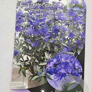 Caryopteris cland. Sterling Silver 30-40 cm 3,0L