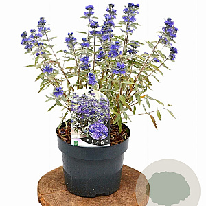 Caryopteris cland. Sterling Silver 30-40 cm 3,0L