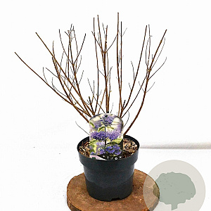 Caryopteris cland. 'White Surprise' 30-40 cm 3,0L