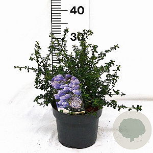 Ceanothus 'Blue Mound' 25-30 cm 3,0L