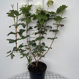 Viburnum opulus 'Roseum' 80-100 cm 7,5L