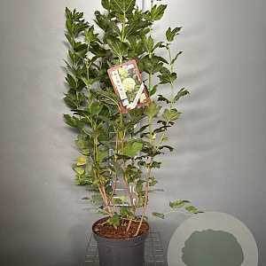 Viburnum opulus 'Roseum' 80-100 cm 7,5L