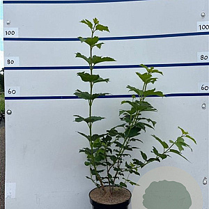 Viburnum opulus 'Roseum' 80-100 cm 7,5L
