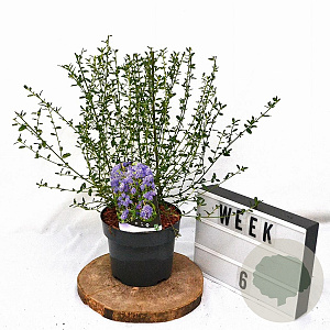 Ceanothus 'Concha' 30-40 cm 3,0L