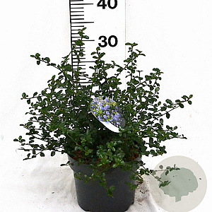 Ceanothus thyrsiflorus repens 25-40 cm 3,0L