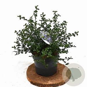 Ceanothus thyrsiflorus repens 25-40 cm 3,0L