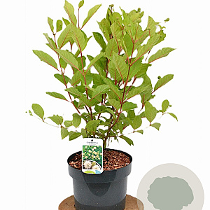 Cephalanthus occidentalis 40-60 cm 5,0L