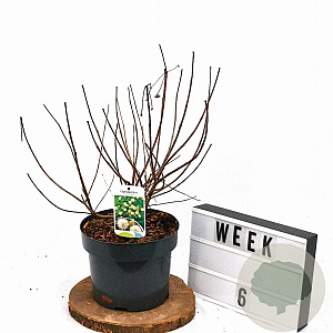 Cephalanthus occidentalis 40-60 cm 5,0L