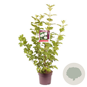 Viburnum opulus 'Roseum' 100-120 cm 7,5L