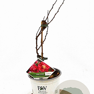 Chaenomeles spec. 'Pink Storm' 30-40 cm 3,0L