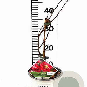 Chaenomeles spec. 'Pink Storm' 30-40 cm 3,0L