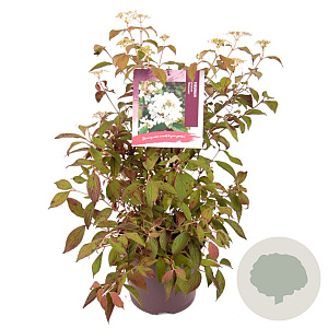 Viburnum plic. 'Watanabe' 40-45 cm 7,5L