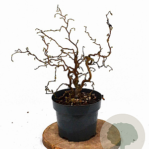 Corylus a. Medusa 30-40 cm 3,0L