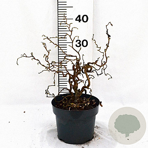Corylus a. Medusa 30-40 cm 3,0L