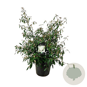 Viburnum 'Pragense' 100-125 cm cont. 55L extra