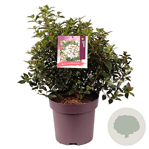 Viburnum tinus 40-50 cm 13L