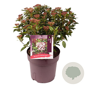 Viburnum tin. Spirit 40-45 cm 10L
