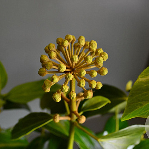 Hedera colchica 'Fall Favourite' 25-30 cm 3,0L