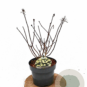 Hydrangea pan. Baby Lace 30-40 cm 3,0L