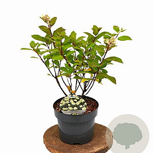 Hydrangea pan. Baby Lace 30-40 cm 3,0L