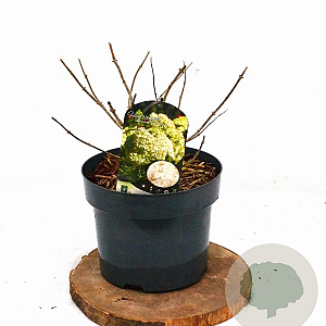 Hydrangea pan. 'Grandiflora' 40-60 cm 5,0L