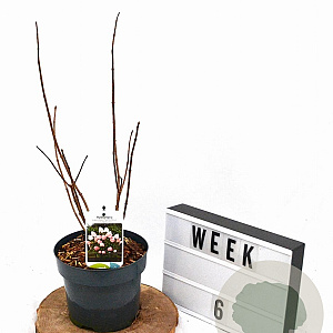 Hydrangea pan. Living Pink & Rose 30-40 cm 3,0L