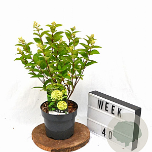 Hydrangea pan. Magical Candle 40-50 cm 3,0L