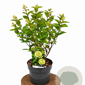 Hydrangea pan. Magical Candle 40-50 cm 3,0L