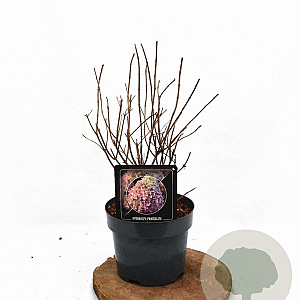 Hydrangea pan. Pixio 30-40 cm 3,0L