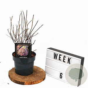 Hydrangea pan. Pixio 30-40 cm 3,0L