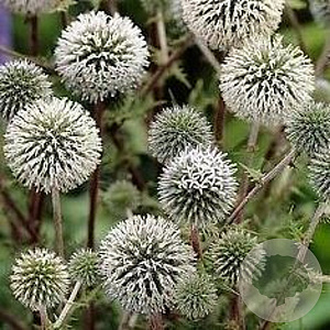 Echinops sphaer. 'Arctic Glow' GM P9